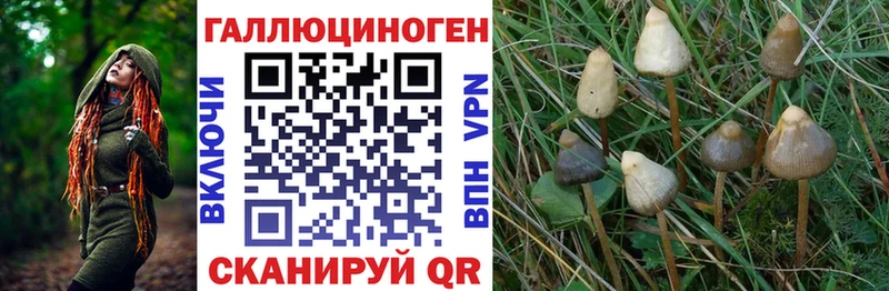 сколько стоит  Княгинино  Псилоцибиновые грибы GOLDEN TEACHER 